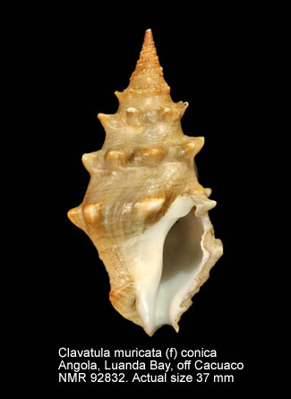 Clavatula muricata (f) conica.jpg - Clavatula muricata (f) conica (Edwards,1857)